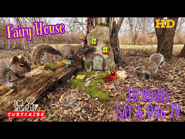 10-Hour Dog & Cat TV  Squirrels & Birds forage at the Fairy House | Video for Pets & their People