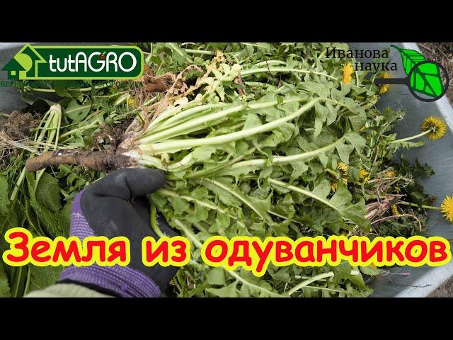 САМОЕ ВРЕМЯ: готовим землю из ОДУВАНЧИКОВ! Узнайте первыми этот уникальный рецепт домашнего средства