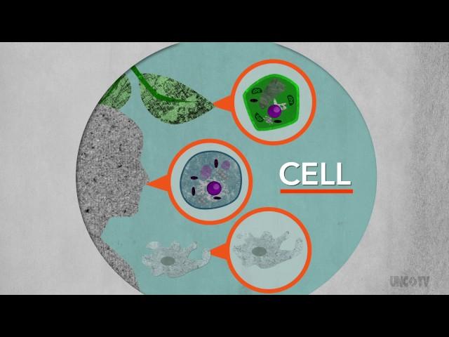 Cell Structure | Sci NC