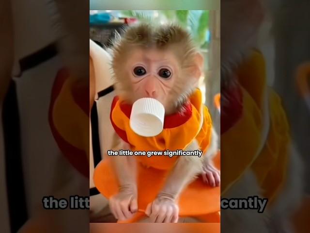 abandoned baby monkey grows up to become a household helper #shortvideo #monkey#pet#shorts#animal