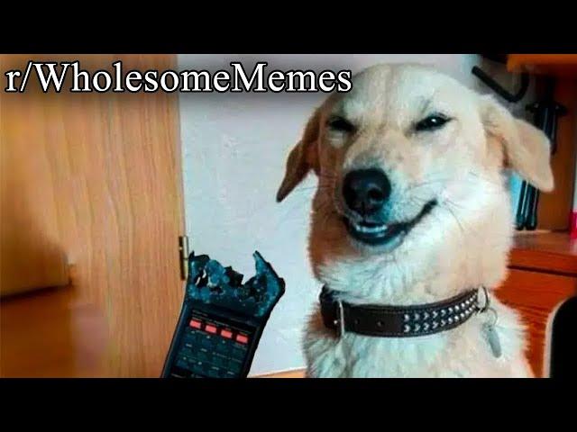 OVER 2 HOURS OF WHOLESOME MEMES