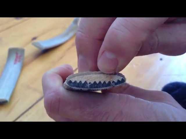 Examining the Cross Sections of a Composite Horn Bow