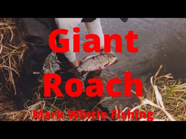 Giant Roach