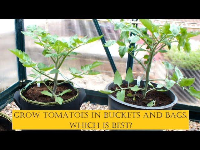 Grow Tomatoes in Buckets and Bags which is best .1st greenhouse update