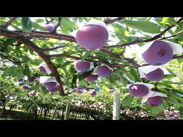 Japan Giant Plum Farm Harvesting - Sumo Plum Japan - Amazing Japan Agriculture Technology