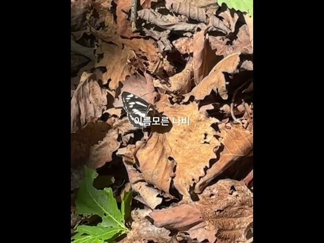 #감악산#나비 하산길에 본 나비