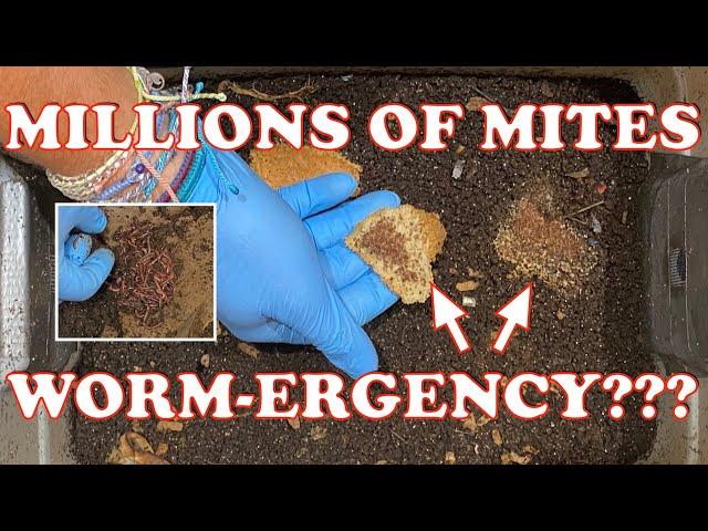 How to Separate Worms From Mites In Your Worm Bin | Vermicompost Worm Farm