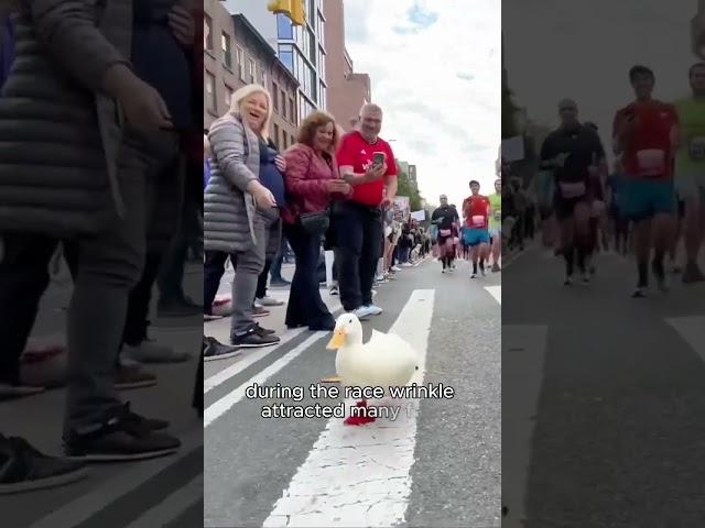 A duck that won the marathon championship #shorts #animal #duck #run #cute #pets