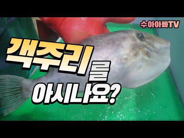 객주리를 아시나요? 횟집 아들 클라스가 ㅎㄷㄷ 합니다.  How to fillet Fool fish [수아아빠TV]