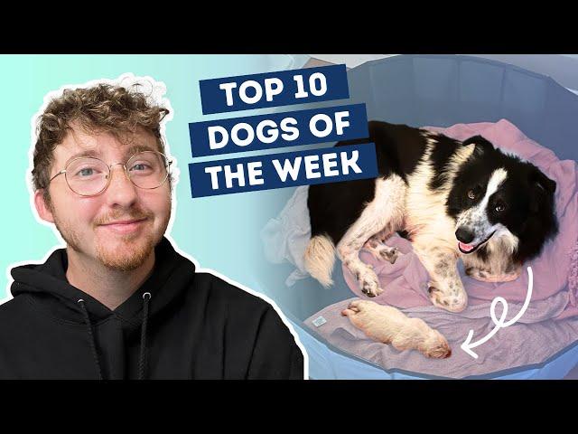 Dog Gives Birth to Massive Puppy | Top 10 Dogs of the Week!