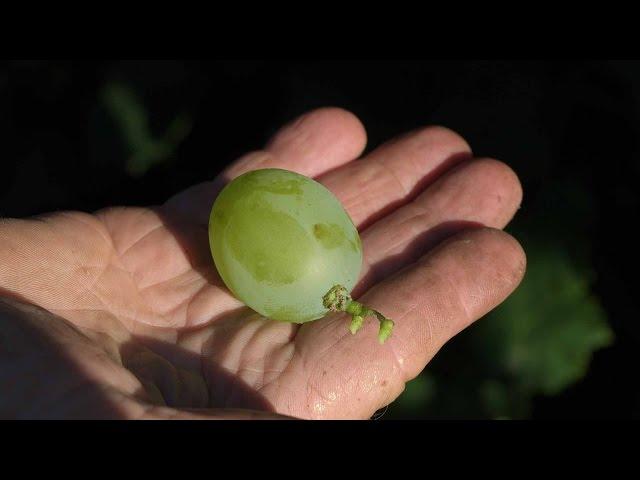 Grapes in the Poltava region. Part 2