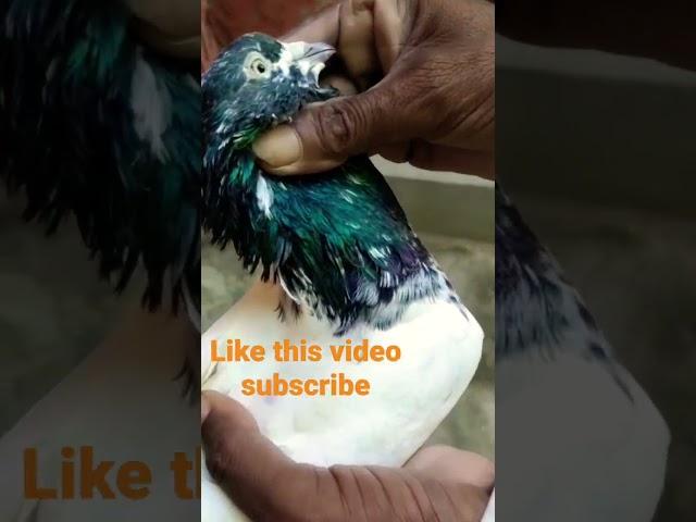 Top Quality Rampuri Kabootar #kabutarstatus #pigeonstatus