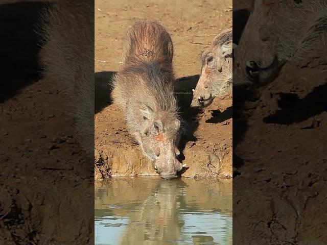 Warthogs Drinking at waterhole #nature #wildlife #warthog #waterhole HA36855