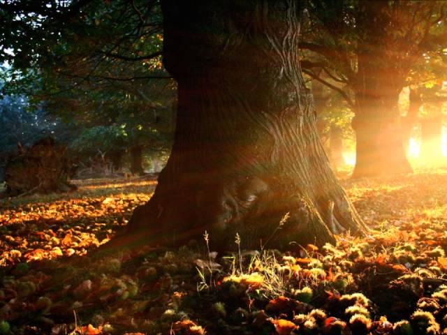 Early Autumn ~ Erik Wollo