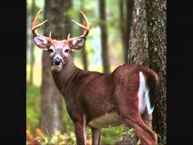 BOTTLENECK----"RUNNIN A BUCK"