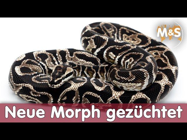 Neue Morph aus Afrika für 1,3 Millionen gekauft | Wir suchen einen Namen!