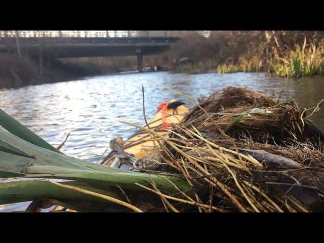 Kayaking the Columbia Slough: Lure of the Evil Iris