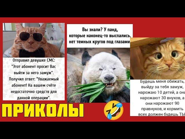 Улыбка без повода — лучше любого телевизора  , смотрите смешные картинки мемы котики приколы  