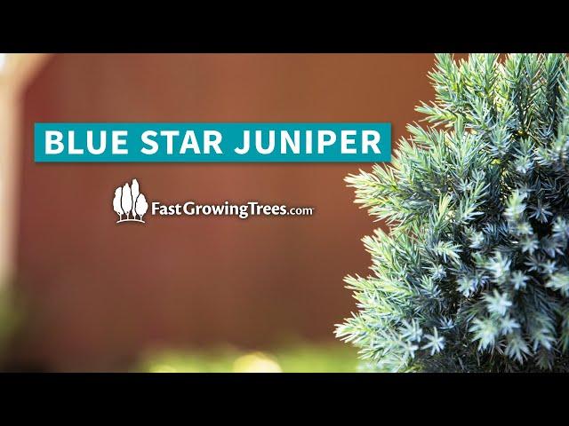 Blue Star Juniper | FastGrowingTrees.com