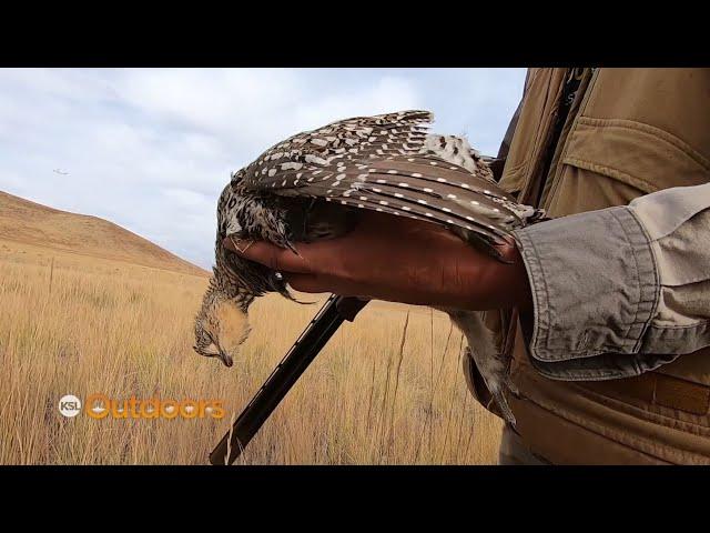 Hunting Sharp-tailed Grouse in Northern Utah