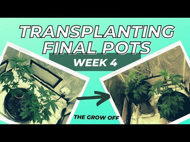 The Grow Off | Week 4