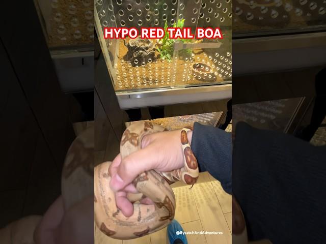 Hypo Red Tail Boa | Explore | BycatchAndAdventures #boa #snake #shorts #youtubeshorts #saudiaarbia