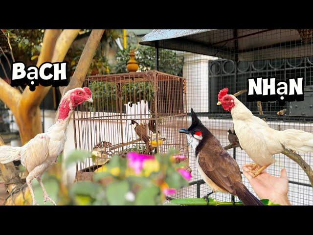 Giới thiệu chim CHÀO MÀO siêu ché mới tách từ Aviary & những chú gà bạch nhạn rất đẹp || Đạt Bird TV