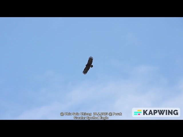 Greater Spotted Eagle @ Chiu S C 4795