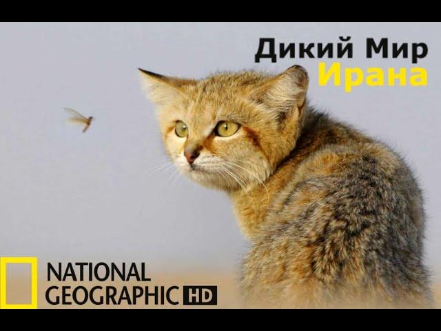 Дикий мир Ирана 2021 HD (Скрытый Мир) National Geographic