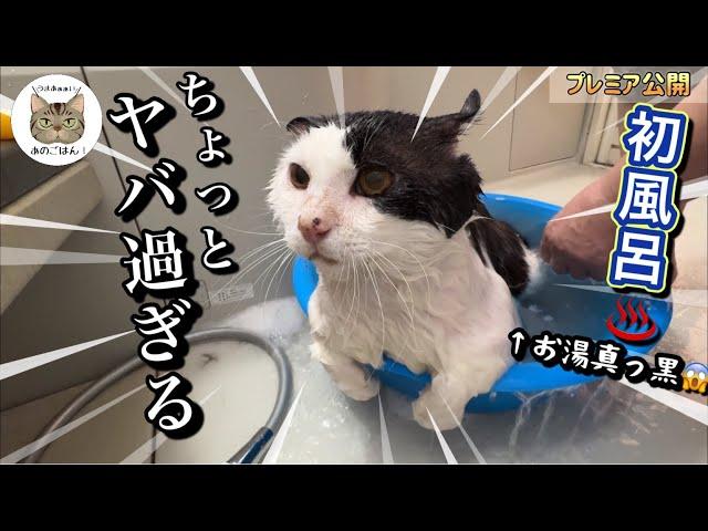 野良歴１０年超の野良猫保護して初めてのお風呂がヤバ過ぎた…