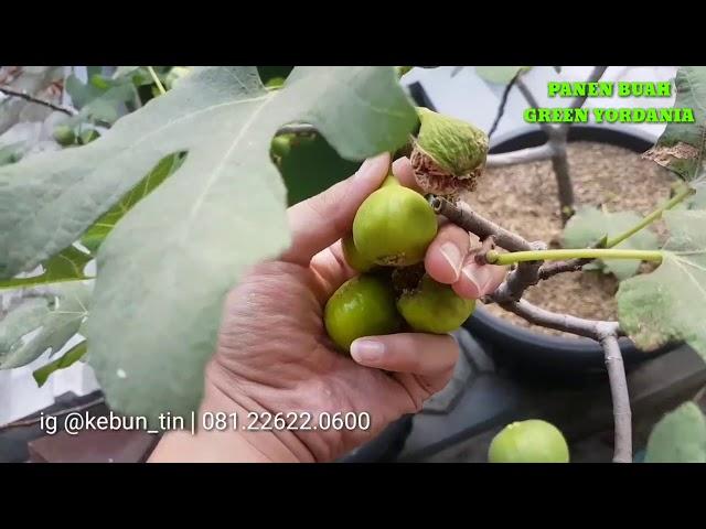 Harvesting fig in the yard of the house - fig trees in pots | Indonesia Cakmojib Garden