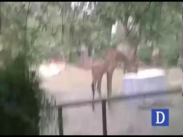 Giraffes at Lahore zoo