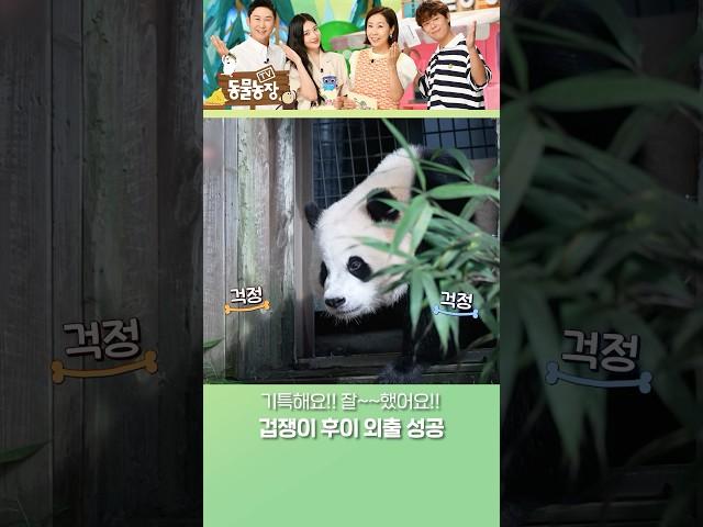 든든한 아이바오 덕분에 야외 방사장 입성 성공한 후이 #TV동물농장