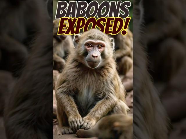 Baboons EXPOSED: Insane Facts You Won’t Believe! #wildwonder #wildlife #baboons #widanimals