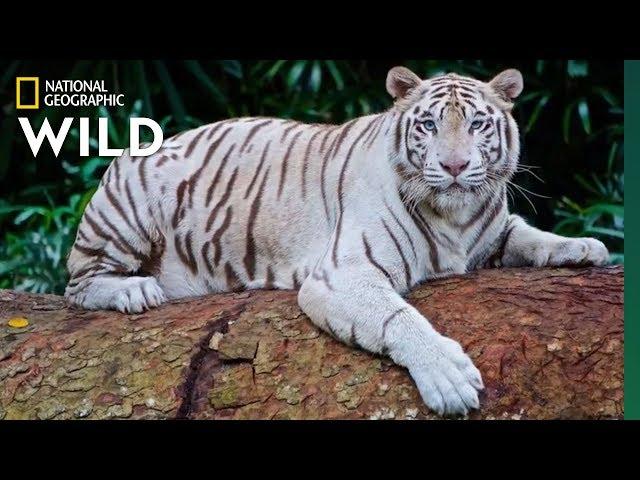 Global Tiger Day: See Why These Cats Earned Their Stripes | Nat Geo Wild