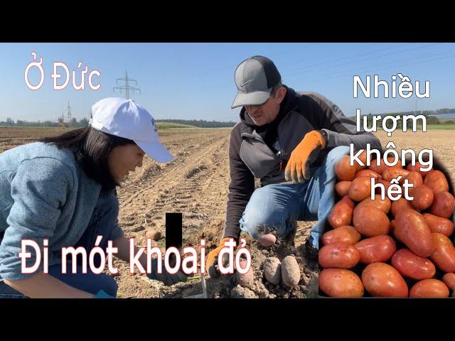 Đi mót khoai đỏ chủ farm bỏ ngoài ruộng. Người Việt ở Đức | Cuộc sống nông thôn ở Đức