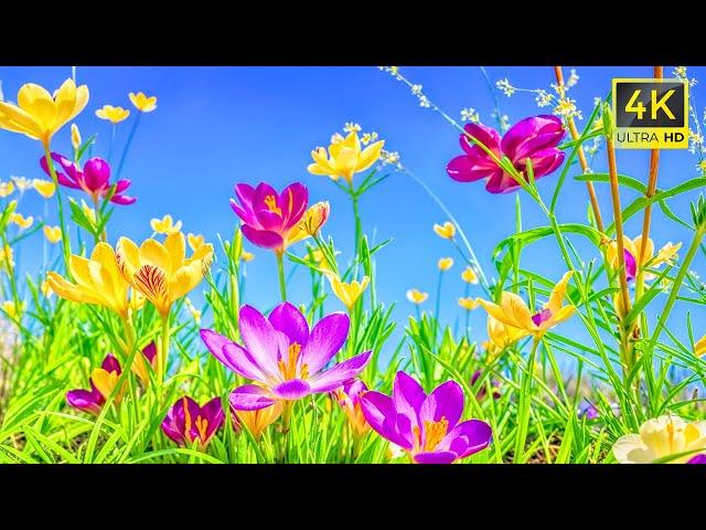 Relaxing Music to Relieve Stress and Anxiety • Calm Your Mind