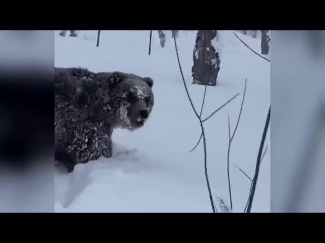 Nature destroys Russia! The worst snowstorm tears Vladivostok apart