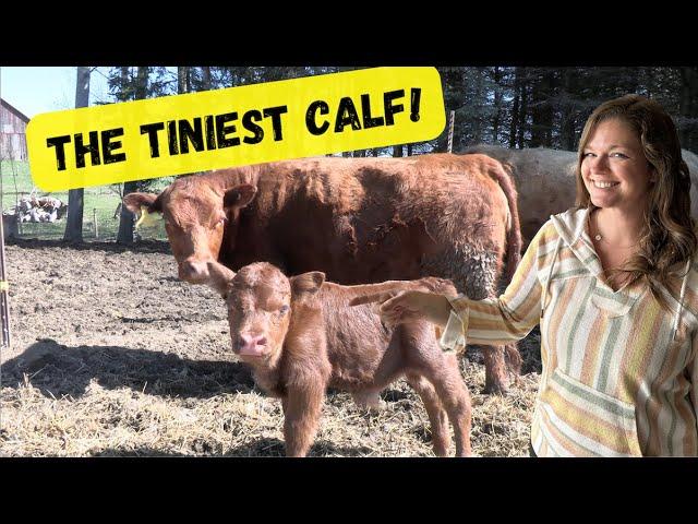 Birth of a Mini COW! Dwarf Dexter Calf!