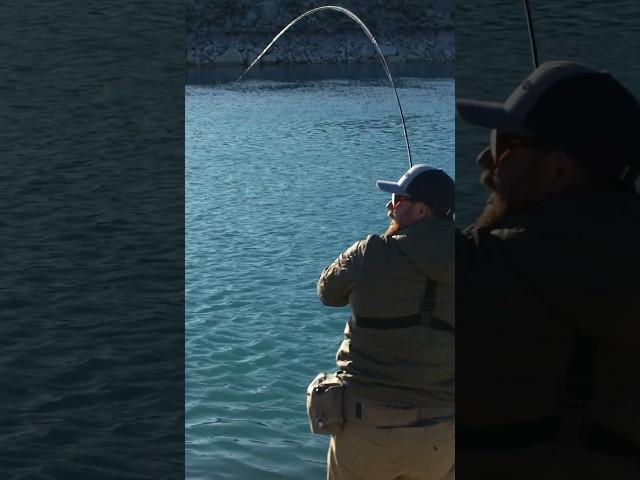 Big Trout vs Fly Rod - We Were In For a Battle!