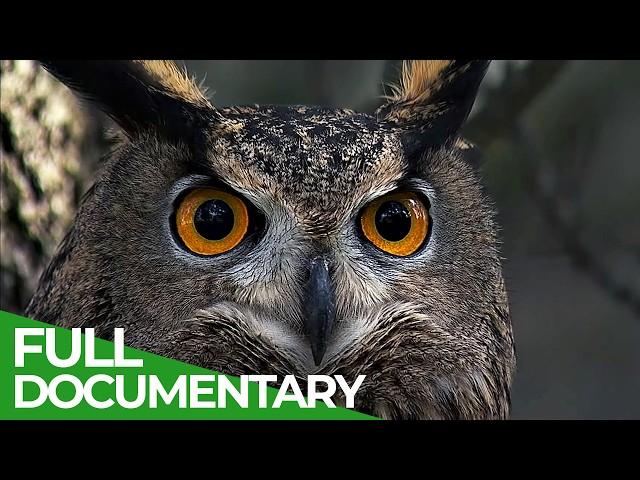 Wild Iberia | Episode 3: Autumn | Free Documetnary Nature