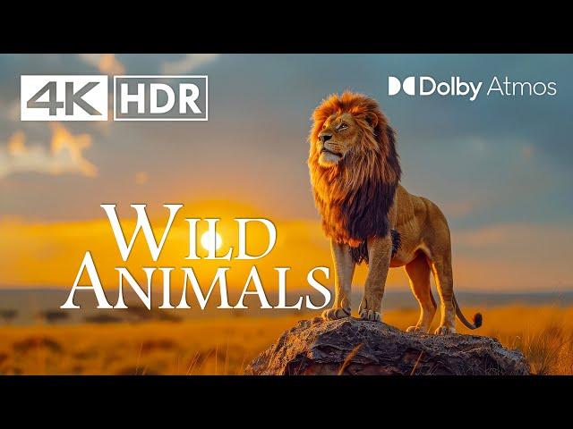 ULTIMATE WILD ANIMALS (4K HDR) 60 FPS - 4K Video