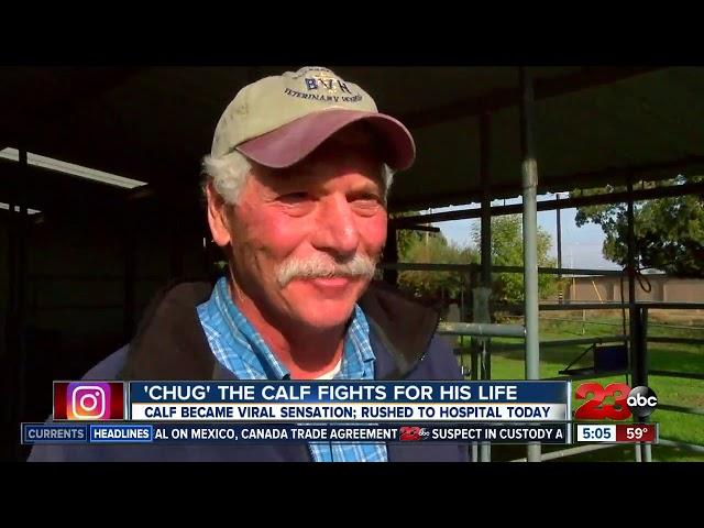 'Chug' the viral Bakersfield calf is fighting for his life