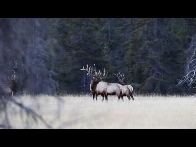 Bull Elk Shedding An Antler