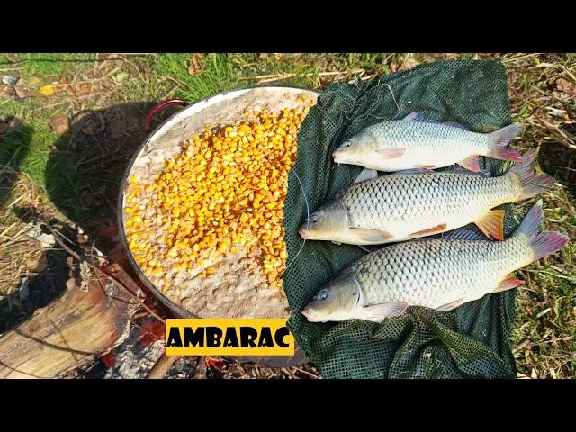 Ambarac, košava i šarani - ko se zadnji naspava-najslađe se naspava - PECANJE ŠARANA | CARP FISHING