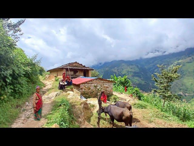 most peaceful And Organic Himalayan village || Daily Activities people in Nepali village lifestyle