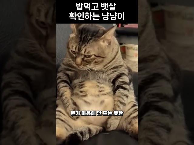 밥먹고 뱃살 확인하는 냥냥이