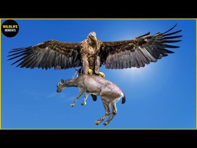 Amazing! Eagle Captures A Goat | Eagle Hunting Caught On Camera