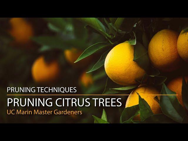 Pruning Citrus Trees: Lemons, Limes, Oranges and More