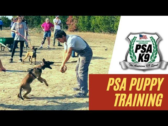 PSA Puppy Training